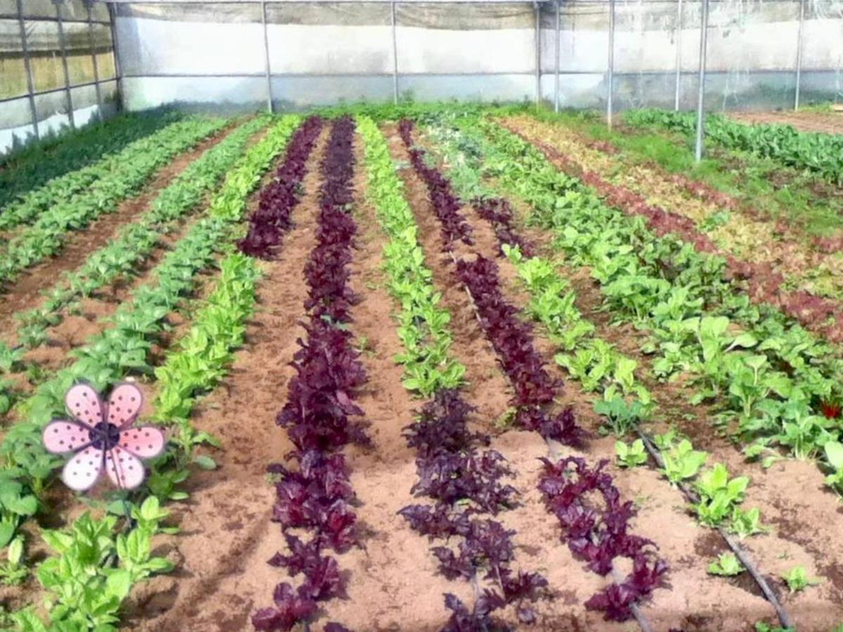 Quinta Dos Sabores Farm Houses Ribeira Grande Exterior photo